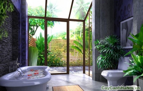 thiet ke tieu canh12