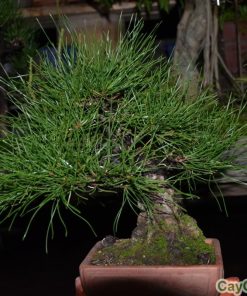 Cây thông mã vĩ 2 thong ma vi2