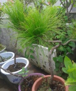 Cây thông mã vĩ 1 thong ma vi3