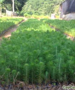 Cây thông mã vĩ 3 thong ma vi6