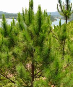 Cây thông mã vĩ 4 thong ma vi7