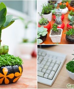 tieu canh mini may man 2