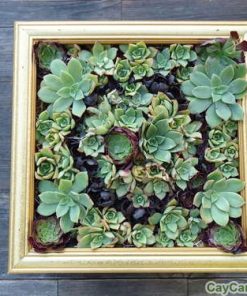 Tranh cây treo tường từ sen đá 3 tranh cay treo tuong sen 2