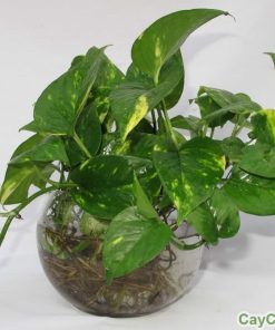 Cây Trầu bà treo 2 Cây trầu bà mang đến may mắn, tài lộc và không gian sống trong lành