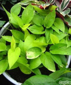 Cây Trầu bà treo 4 trau ba treo31