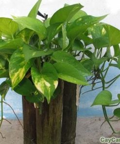 Cây Trầu bà treo 1 trau ba treo4