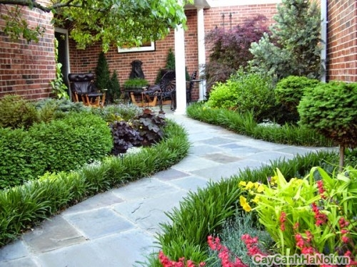 trong cay theo phong thuy4