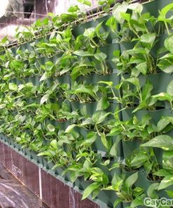 Hệ thống tưới nhỏ giọt cho vườn tường 2 tuoi nho giot vuon tuong 4