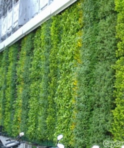 Tường cây ngoại thất 2 tuong cay ngoai that 1