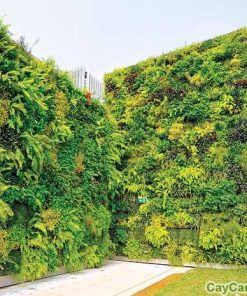 Tường cây ngoại thất 3 tuong cay ngoai that 4