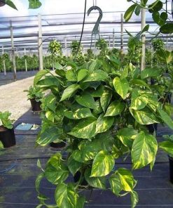 van nien thanh treo2