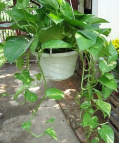 van nien thanh treo3