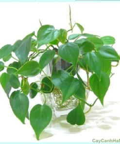 van nien thanh treo4