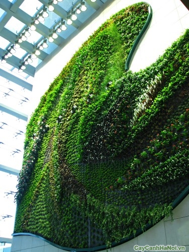 vuon cay tren tuong1