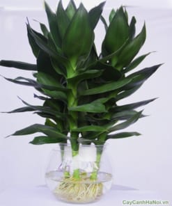 cây phát tài sen