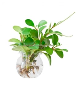 cây trường sinh
