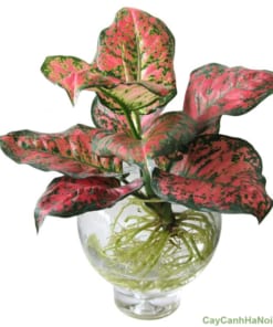 cây vạn lộc đỏ