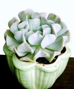 Sen Cúc cỡ lớn 18cm 1 sen cuc 3