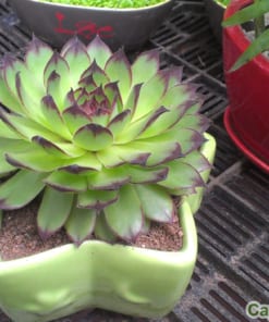 Sen Đá Phật Bà 1 sen da phat ba 3