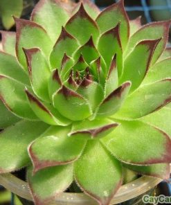 Sen Đá Phật Bà 2 sen da phat ba 4