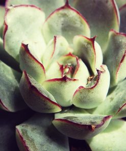 Sen Đá Viền Đỏ 1 sen da vien do 2