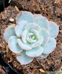 Sen Hồng Phấn 1 sen hong phan 1