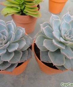 Sen Hồng Phấn 2 sen hong phan 4