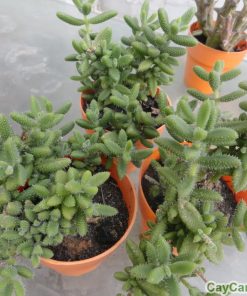 Sen Mặt Nạ 1 sen mat na 3