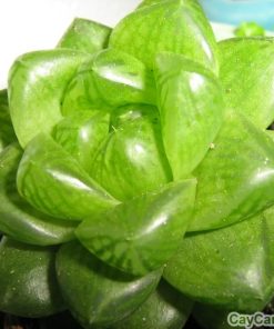 Sen Ngọc Lá Nhỏ 1 sen ngoc la nho 1