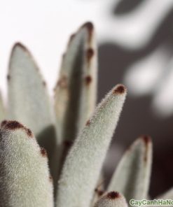 Sen Nhung 1 sen nhung 3