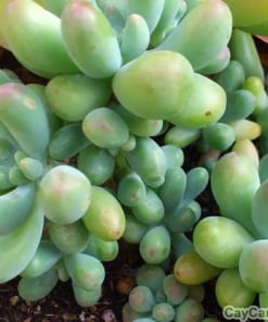 Sen Thạch Ngọc 1 sen thach ngoc 1