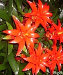 Dứa cảnh nến đỏ 2 dứa cảnh nến đỏ