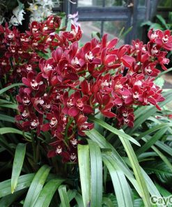 Hoa Địa lan 3 hoa Địa lan