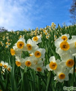 Hoa thủy tiên 4 hoa Thủy tiên