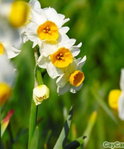 Hoa thủy tiên 3 hoa Thủy tiên