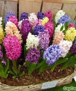 Hoa tiên ông 2 Hoa tiên ông