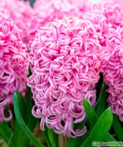 Hoa tiên ông 1 Hoa tiên ông