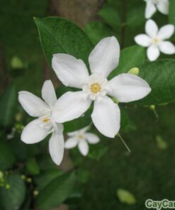 Hoa mai chiếu thủy 2 Mai chiếu thủy