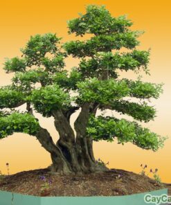 Hoa mai chiếu thủy 1 Mai chiếu thủy