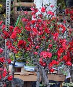 Hoa Mai Đỏ 3 mai đỏ