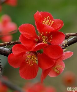 Hoa Mai Đỏ 2 mai đỏ