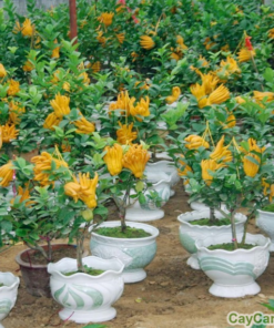 Cây phật thủ 2 Cây phật thủ