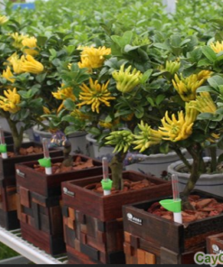 Cây phật thủ 1 Cây phật thủ