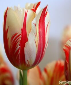 Hoa Tuy líp 3 hoa tuy líp