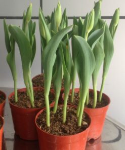 Hoa Tuy líp 1 hoa tuy líp