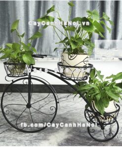Kệ sắt cây hoa kiểu dáng xe đạp 1 Kệ sắt kiểu dáng xe đạp