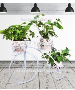 Kệ sắt cây hoa kiểu dáng xe đạp 3 gi ke cay hoa kieu dang xe dap