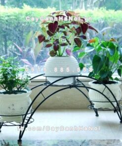 Giá kệ cây hoa phòng cách cổ điển pha hiện đại