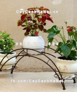 Giá kệ cây hoa phòng cách cổ điển pha hiện đại
