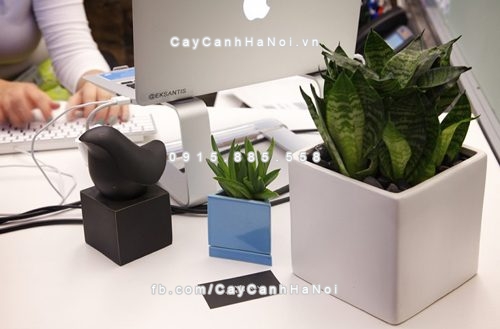 Tôi muốn hỏi khi đặt cây cảnh trong văn phòng có lợi ích gì, và cách sắp xếp những loại cây cảnh phong thủy 1 đặt cây cảnh trong văn phòng có lợi ích gì